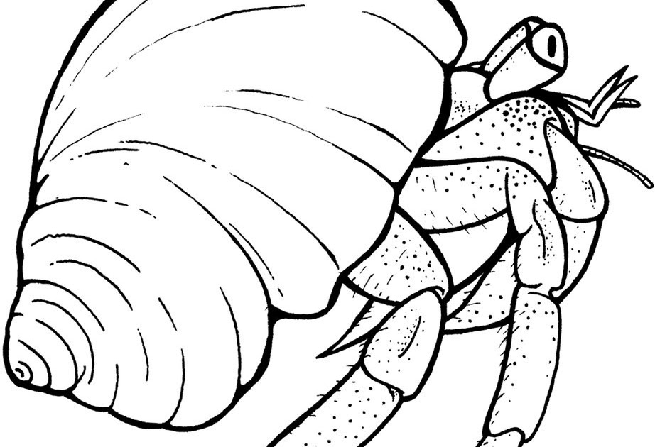 Hermit Crab Coloring Page Preschool | Thousand of the Best printable