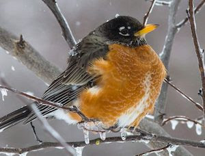 robin in snow