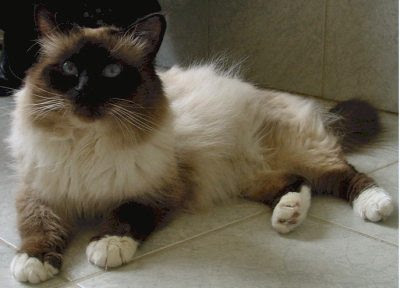 Race De Chat Siamois Poil Long Get Images