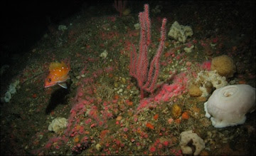 Deep Sea Coral in West Coast Sanctuaries