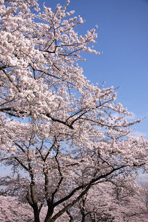 Hd限定桜 フリー 素材 写真 全イラスト集