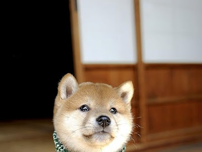 √画像をダウンロード スマホ 柴犬 まる 壁紙 671456
