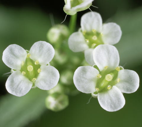 ぺんぺん草 花 ナズナ Jpdiamukpictmijk