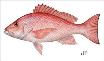 Red Snapper illustration