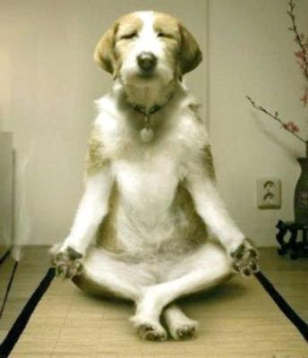 動物画像無料 最高の面白い画像 動物 犬