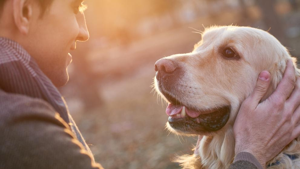 QuÃƒÂ© hizo del perro el mejor amigo del ser humano