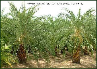 Thaising Tropical Plants Nursery Bangkok Thailand Orchid And Tropical Plants Grower And Exporter And Pottery