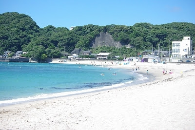 最新千葉 白い 砂浜 最高の花の画像