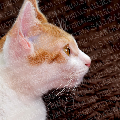 最高猫 イラスト リアル 横顔 ただのディズニー画像