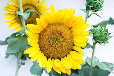 これまでで最高の花 言葉 信頼 最高の花の画像