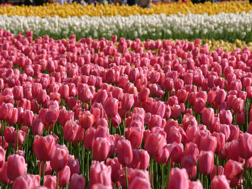 すべての花の画像 無料ダウンロード壁紙 チューリップ ピンク