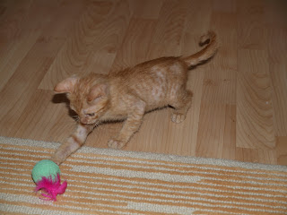 Doh(a)! I'm in Qatar!!!!: Kittens For Sale: (Not) Cheap!