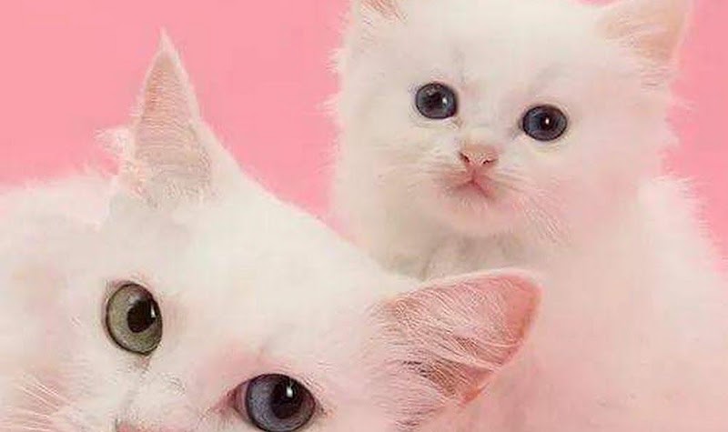 Inspirasi Spesial Kucing Lucu Pink, Tato Kucing