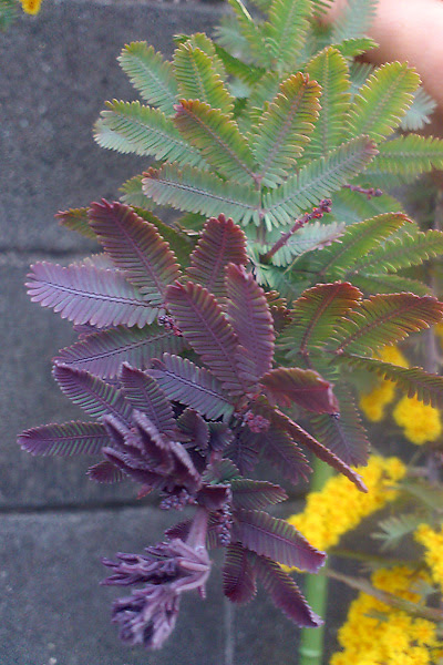 すべての花の画像 ユニークアカシア 種類