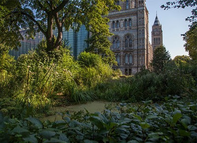 The Wildlife Garden at the Natural History Museum