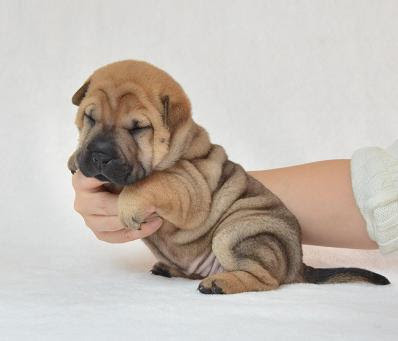 最高のコレクション 犬 シャーペイ 画像 3076 犬 シャーペイ 画像 Jpkabegamif2yxqfme