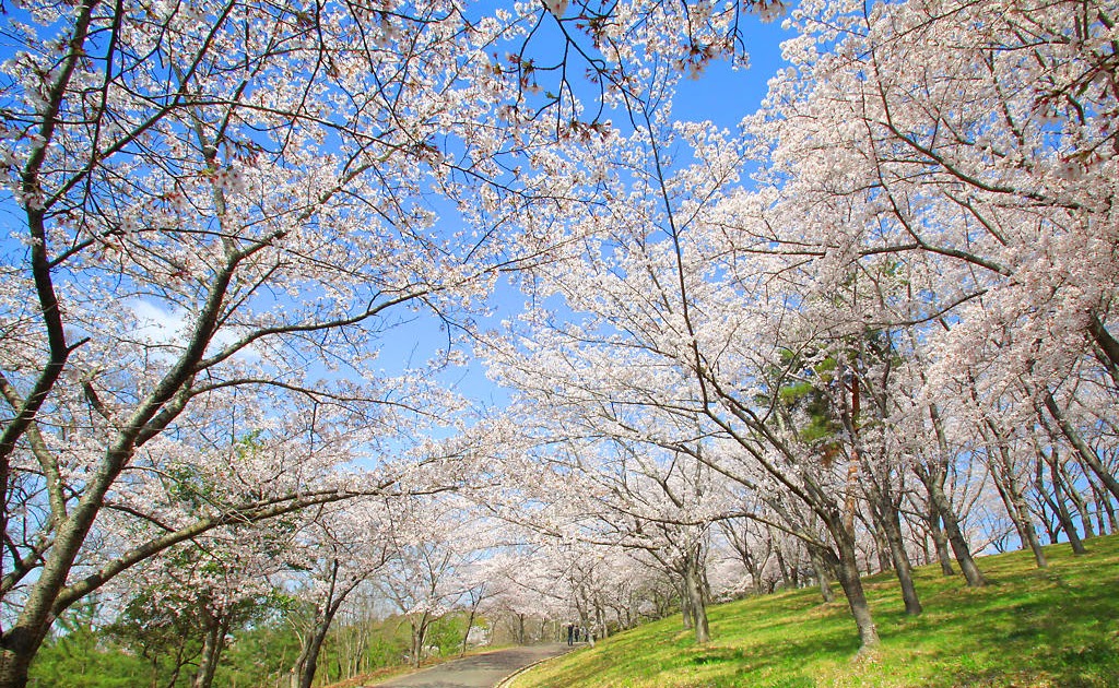 パソコン デスクトップ 壁紙 桜 Udin