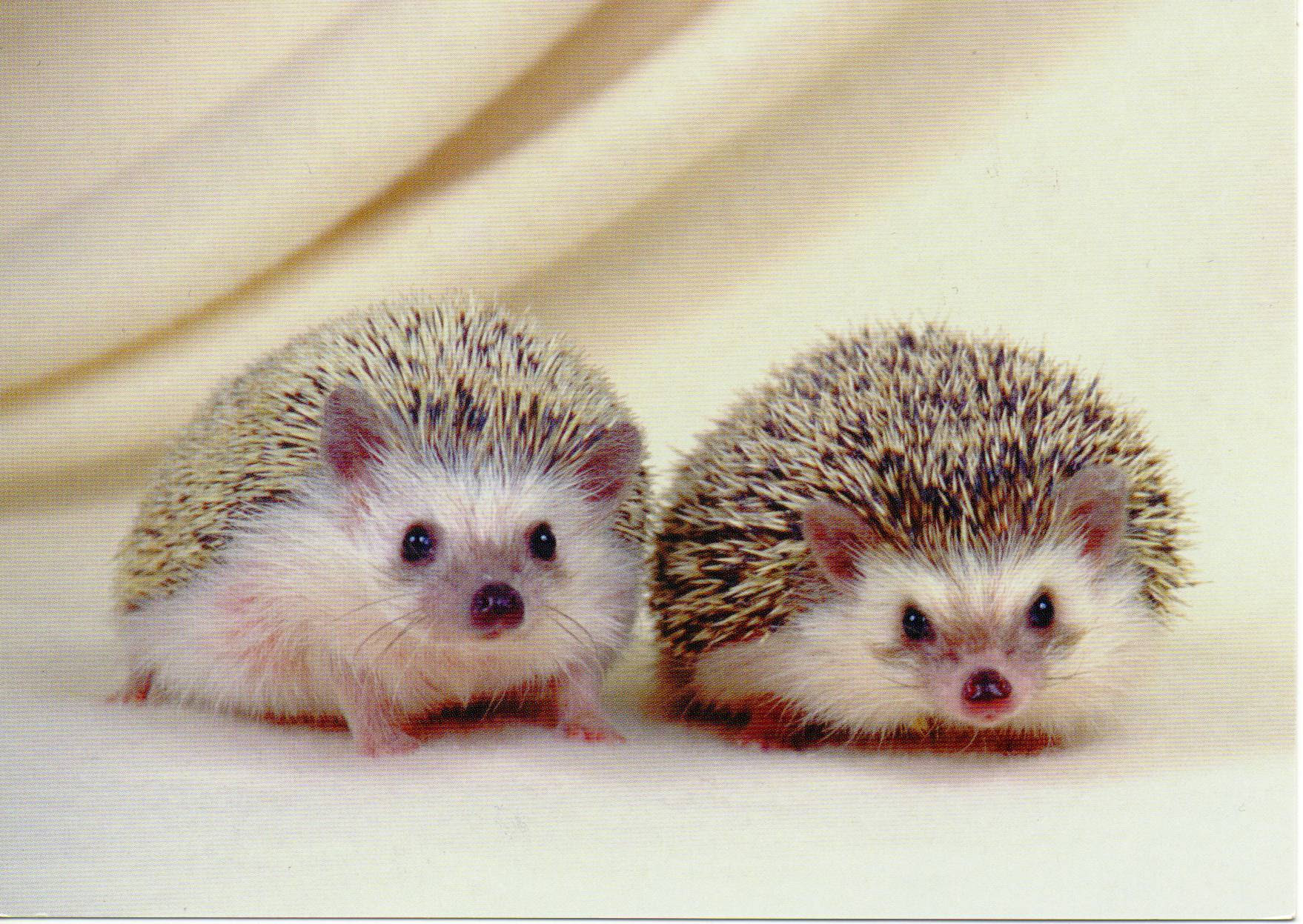 最高の動物画像 ロイヤリティフリー壁紙 ハリネズミ 可愛い 画像