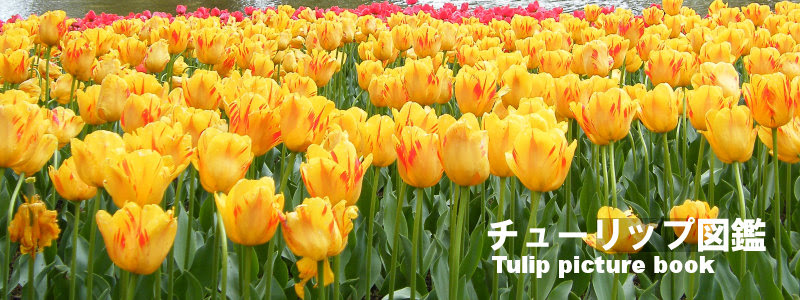これまでで最高のチューリップ 図鑑 最高の花の画像