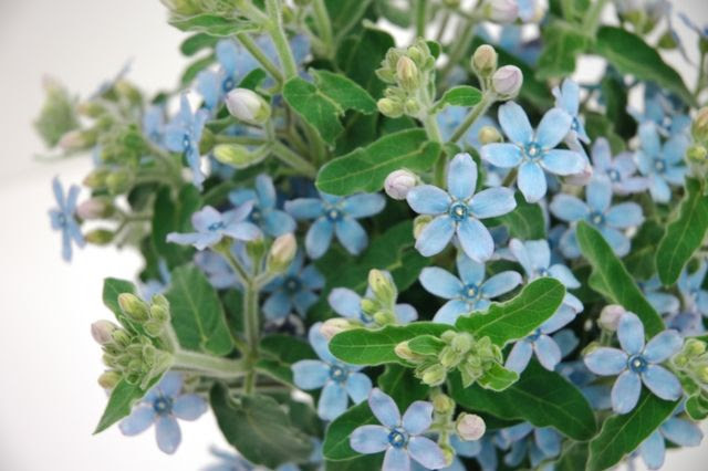 すべての美しい花の画像 これまでで最高の花 ブルースター