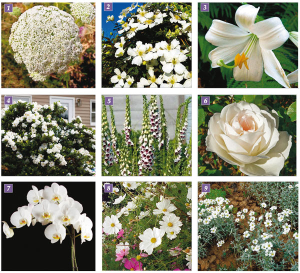 Fiori a forma di palla contro lo sfondo di fiori di colore giallo. Fiori Bianchi La Luminosita Del Bianco In Giardino