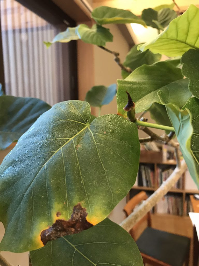 コレクション ウンベラータ 葉 茶色 ウンベラータ 葉 先 茶色