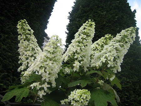 Hd限定白い アジサイ 種類 最高の花の画像
