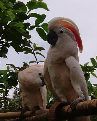 Jenis Fauna Bagian Timur  Yang Dilindungi