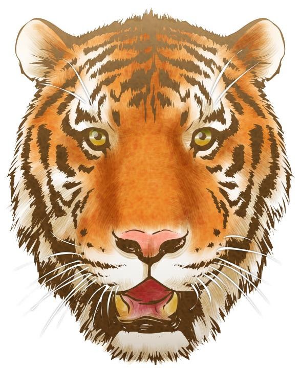 すべての動物の画像 50 素晴らしい虎 イラスト リアル