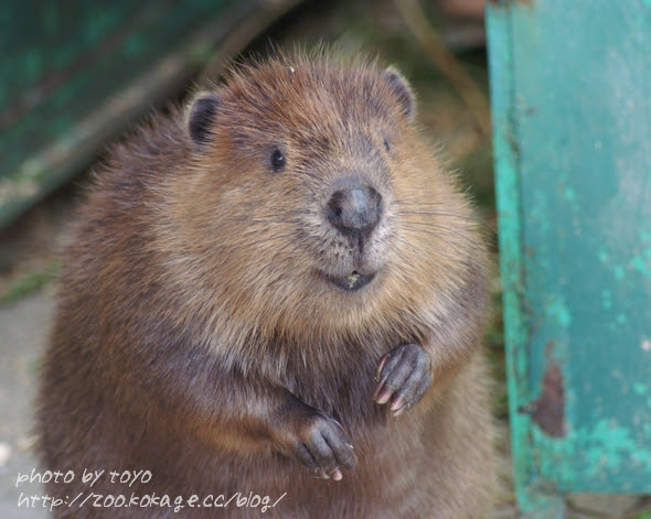 動物画像無料 トップ100 ビーバー 画像 動物