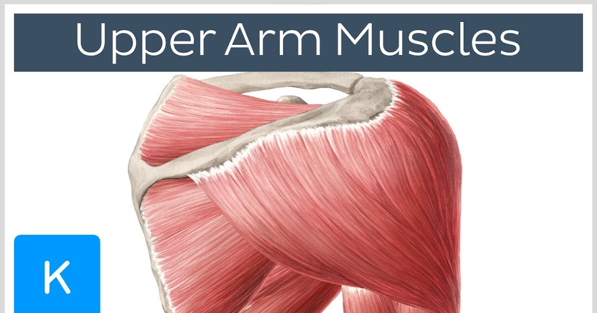 Upper Torso Muscle Name : Biology 2404 A&P Basics / Choose from 500 different sets of flashcards ...