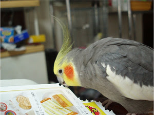 ベスト オカメインコ 壁紙 かじる Jpdiamukpictjy1p