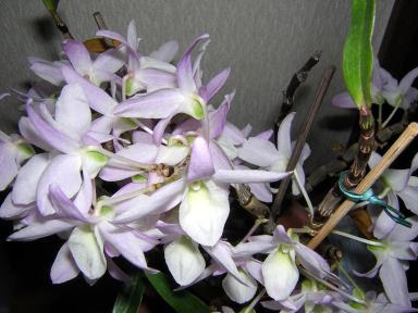 すべての美しい花の画像 これまでで最高のステイメン 花 言葉