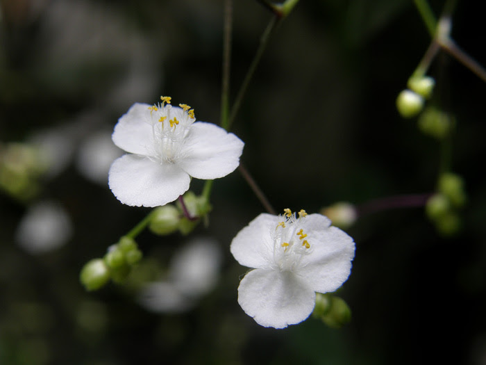美しい花の画像 元のブライダル ベール 花