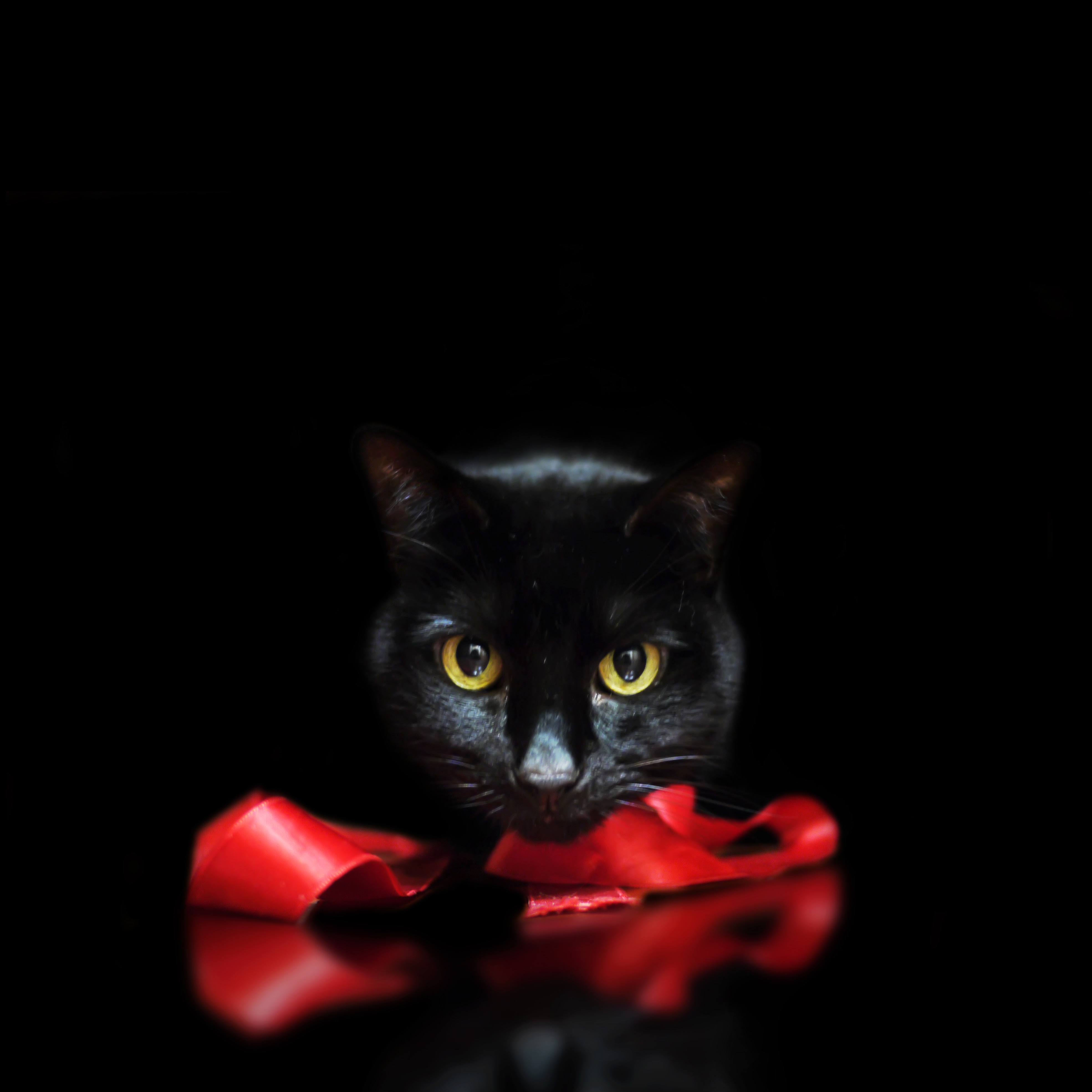 最高黒猫 壁紙 Pc 最高の花の画像