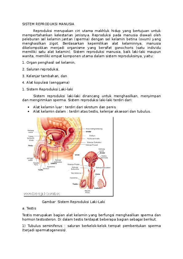 16+ Gambar Sistem Reproduksi Anjing