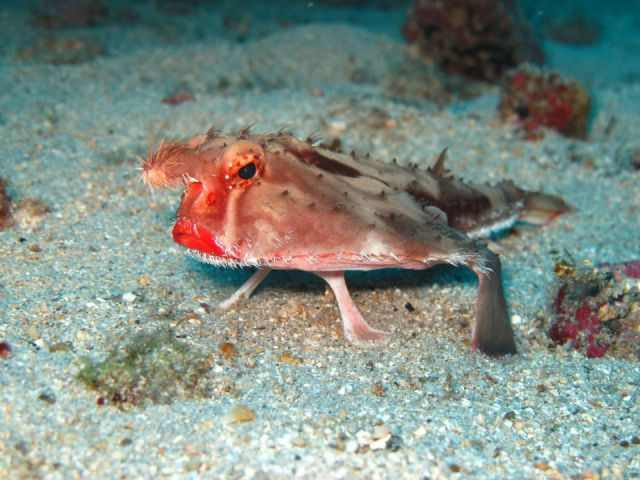 estranhas criaturas do mar animais