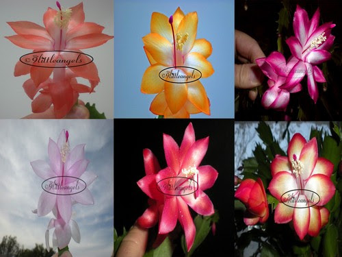 This thanksgiving cactus is the perfect turkey day centerpiece. Healthy Mystery Christmas Thanksgiving Cactus Schlumbergera Full Plant On Sale Cacti Succulents Plants Seeds Bulbs