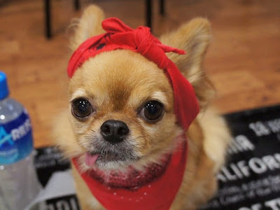 √ 犬 スカーフ 巻き方 225468-犬 スカーフ 巻き方