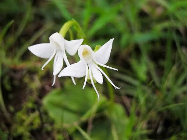 flowers that look like something 
else