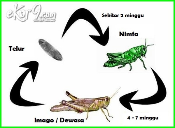 Contoh Gambar Hewan  Metamorfosis  Sempurna  Contoh Iko