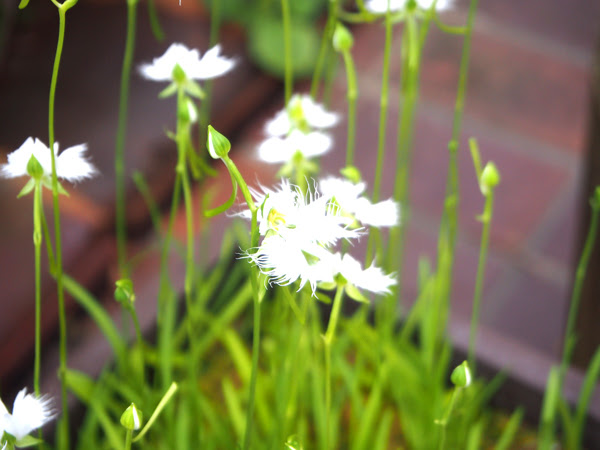 Apictnyohygr1 画像 シルベチカ 花 シルベチカ 花言葉