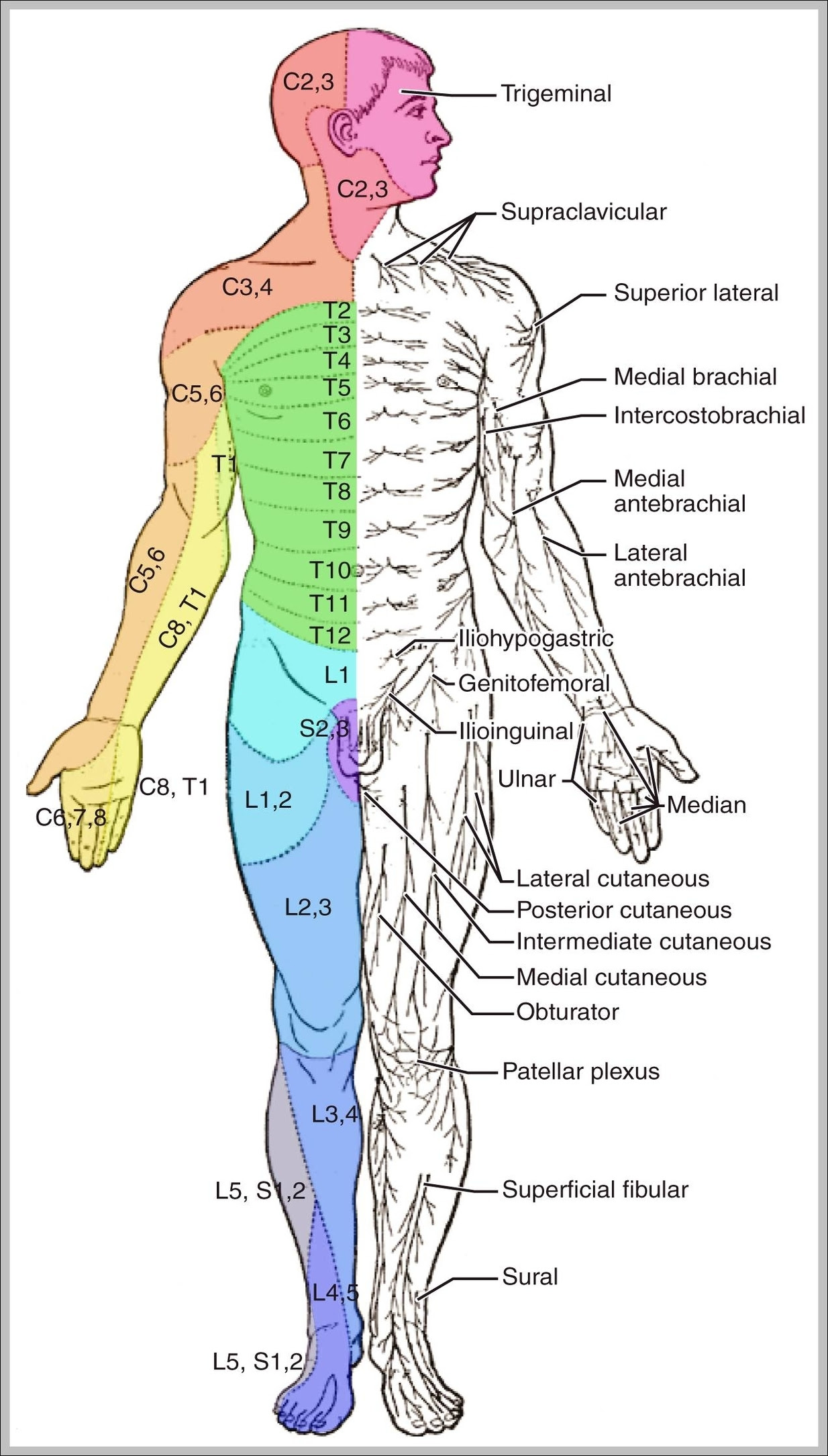 They maintain posture and provide the strength for lifting and pushing. Labeled Muscle Diagram Graph Diagram