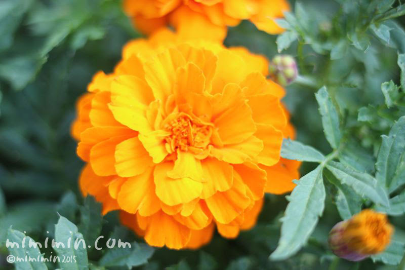 ラブリーオレンジ 花 言葉 最高の花の画像