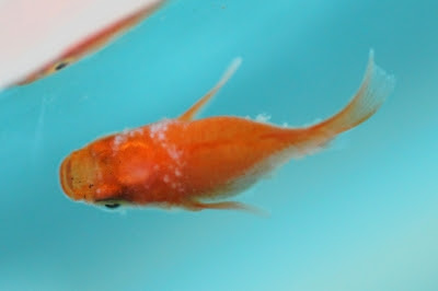 おかしいです 金魚 水カビ病 画像 最高の画像画像