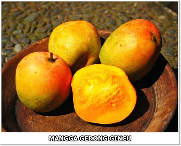 Mangga Gedong Gincu-1-01