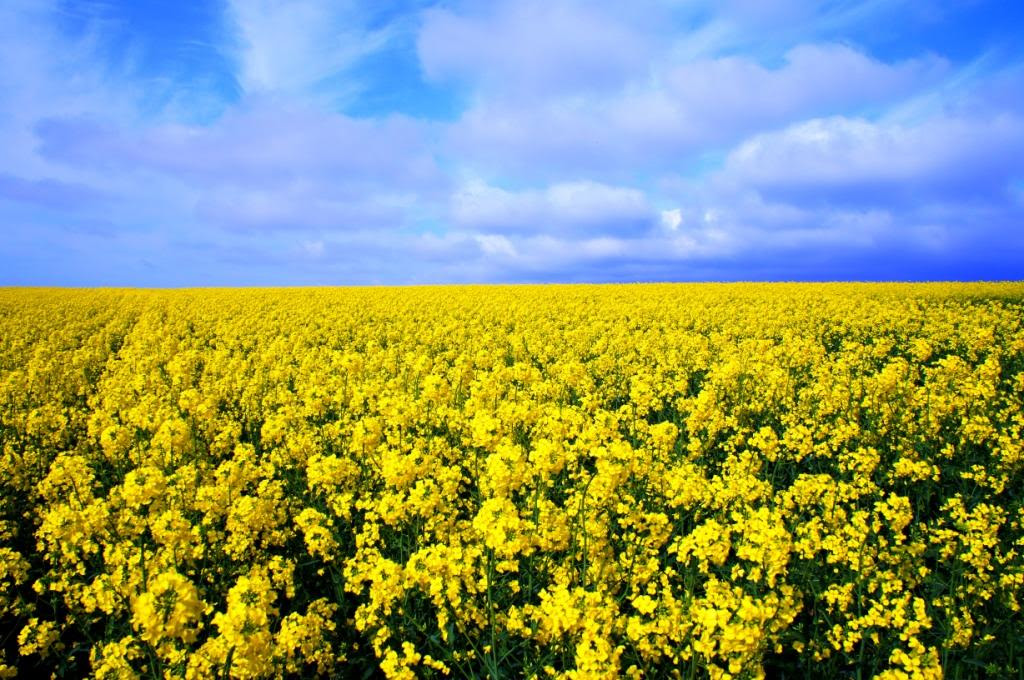 最高花 言葉 菜の花 すべての美しい花の画像