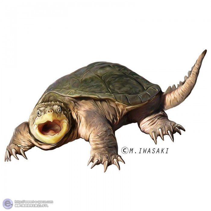 無料イラスト画像 新鮮な亀 イラスト リアル