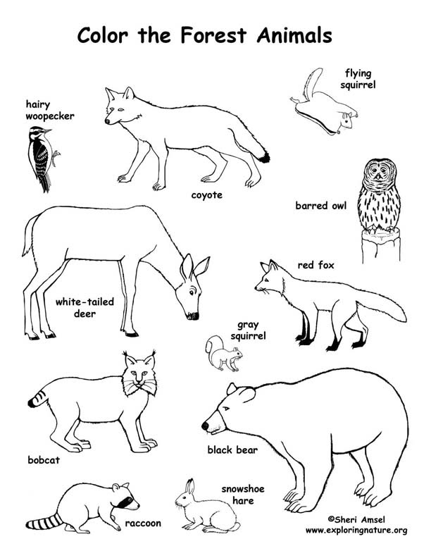 5300 Rainforest Animals Coloring Pages Preschool For Free