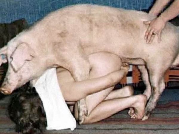 Originaire d'eurasie, il est domestiqué depuis des siècles par l'homme lui fournissant de quoi se nourrir. Prise Par Un Porc